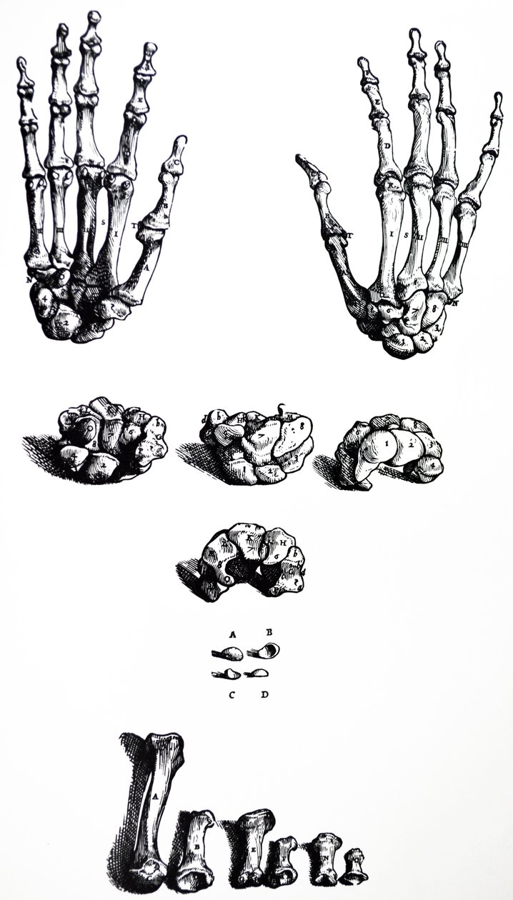 Les planches du premier livre de De Humani Corporis Fabrica - Andreas Vesalius