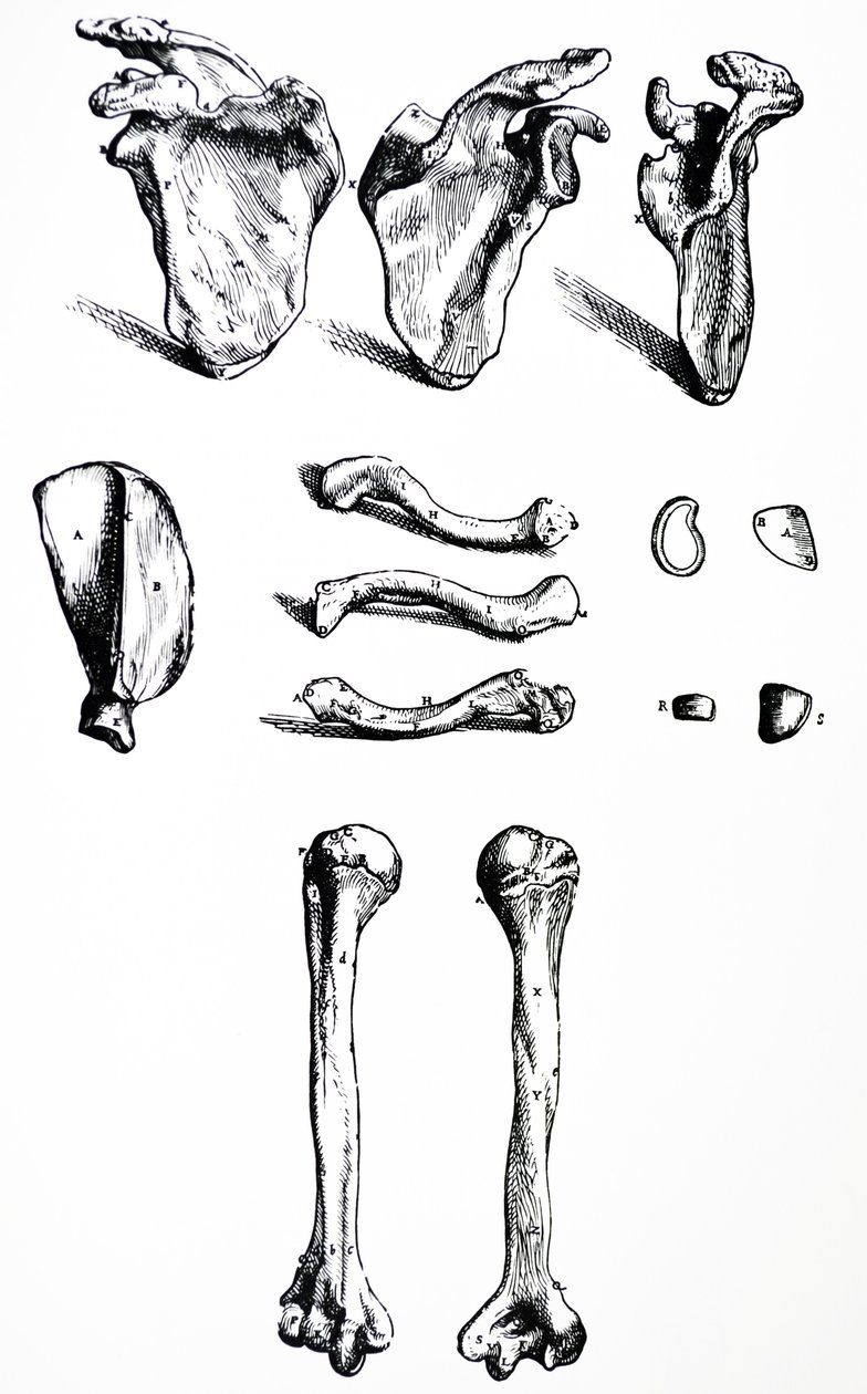 Les planches du premier livre de De Humani Corporis Fabrica - Andreas Vesalius