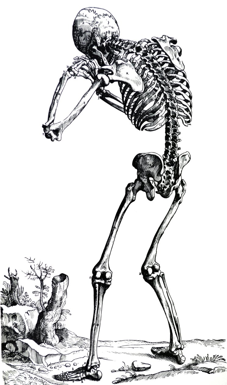 Les planches du premier livre de De Humani Corporis Fabrica - Andreas Vesalius