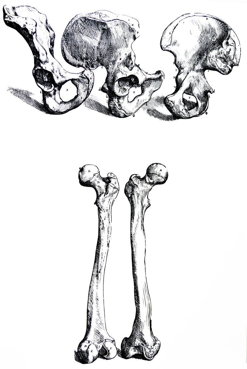 Les planches du premier livre de De Humani Corporis Fabrica - Andreas Vesalius