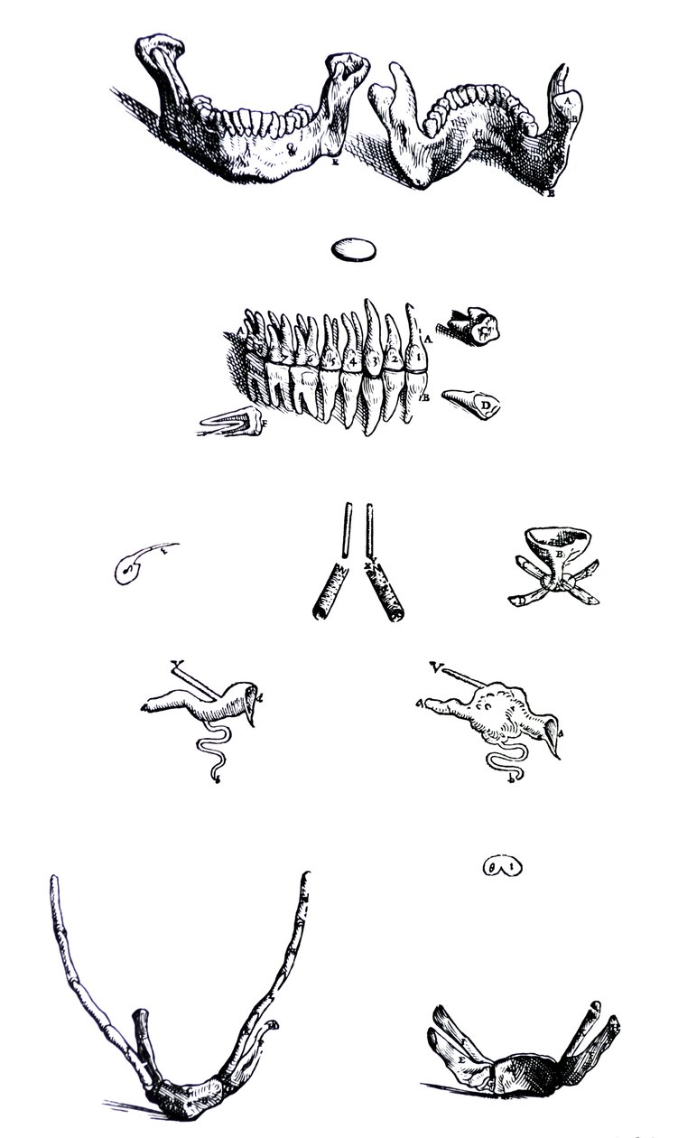 Les Planches du Premier Livre de De Humani Corporis Fabrica - Andreas Vesalius