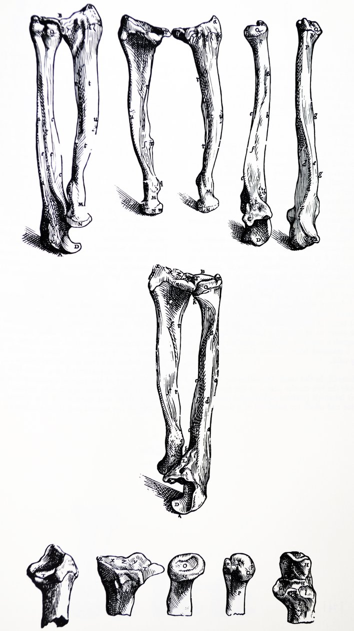 Les Planches du Premier Livre de De Humani Corporis Fabrica - Andreas Vesalius