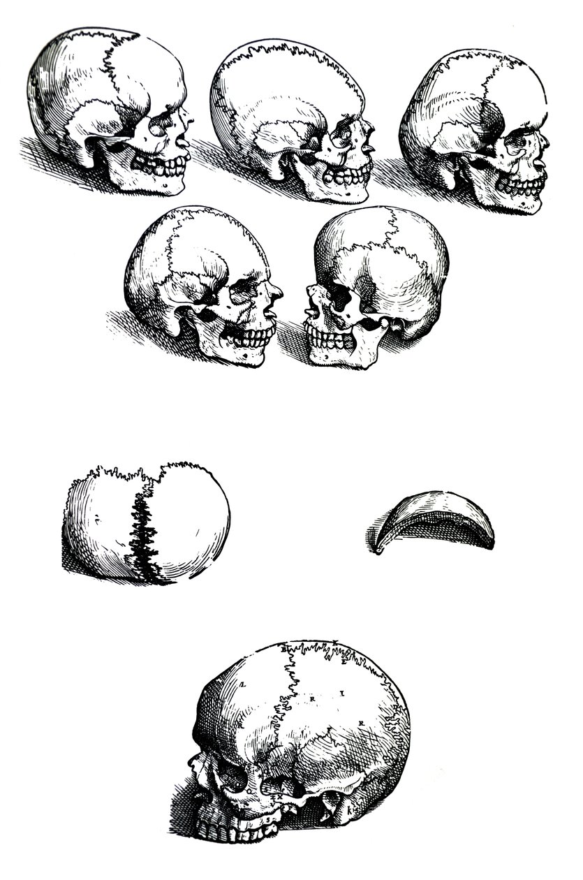 Les planches du premier livre de De Humani Corporis Fabrica par Andreas Vesalius (1514-1564) - Andreas Vesalius