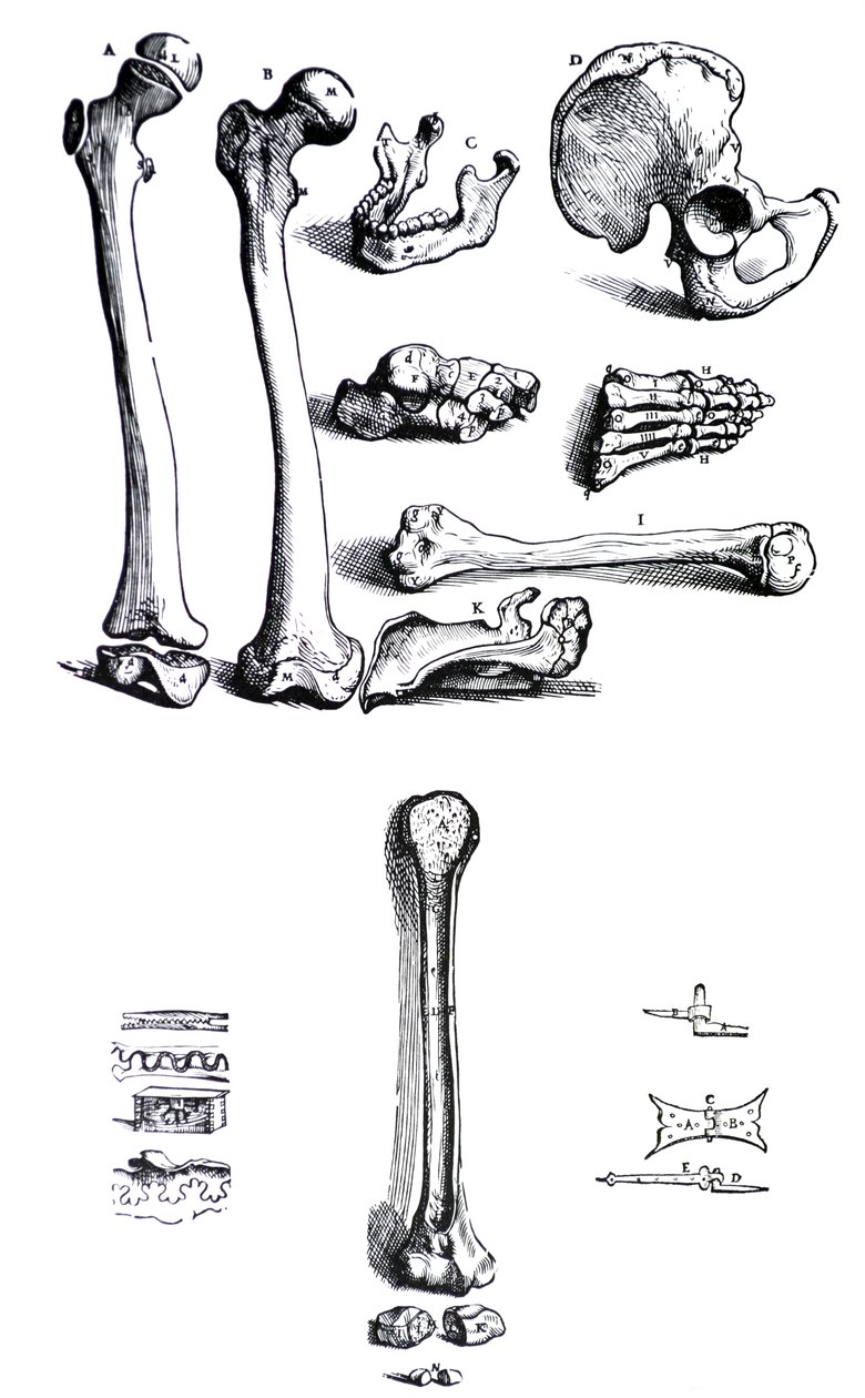 Les planches du premier livre de De Humani Corporis Fabrica par Andreas Vesalius (1514-1564) - Andreas Vesalius