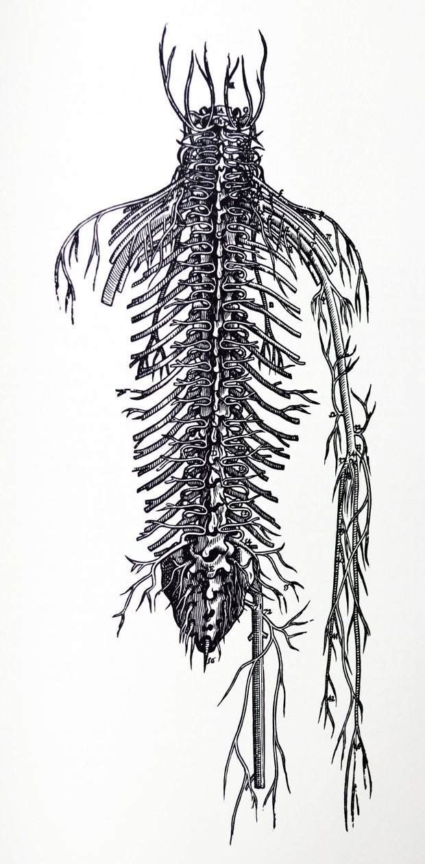 Les Planches du Quatrième Livre de De Humani Corporis Fabrica - Andreas Vesalius