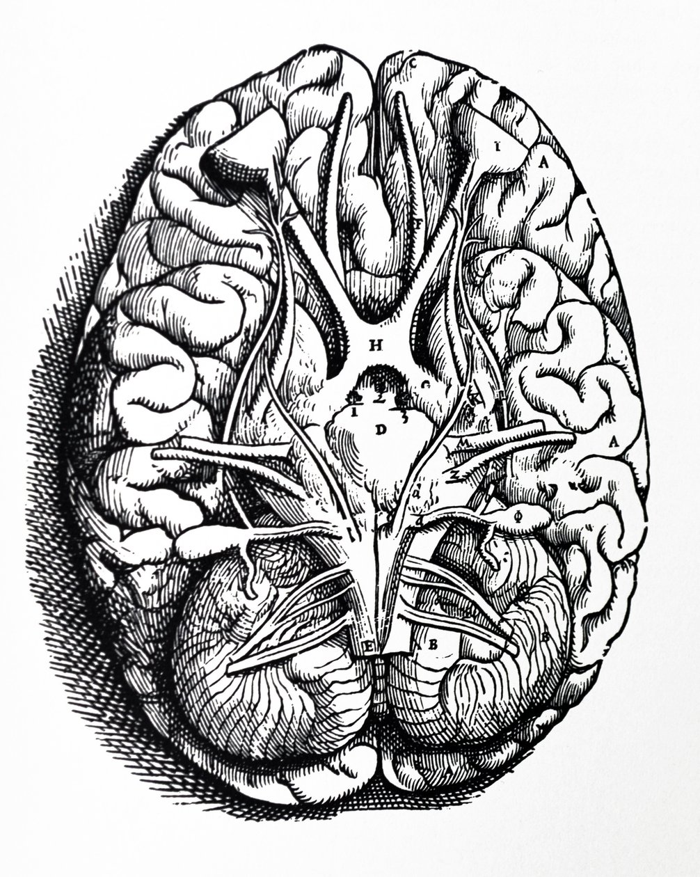 Les Planches du Quatrième Livre de De Humani Corporis Fabrica - Andreas Vesalius