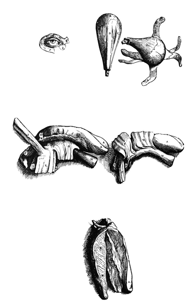 Les planches du deuxième livre de De Humani Corporis Fabrica - Andreas Vesalius