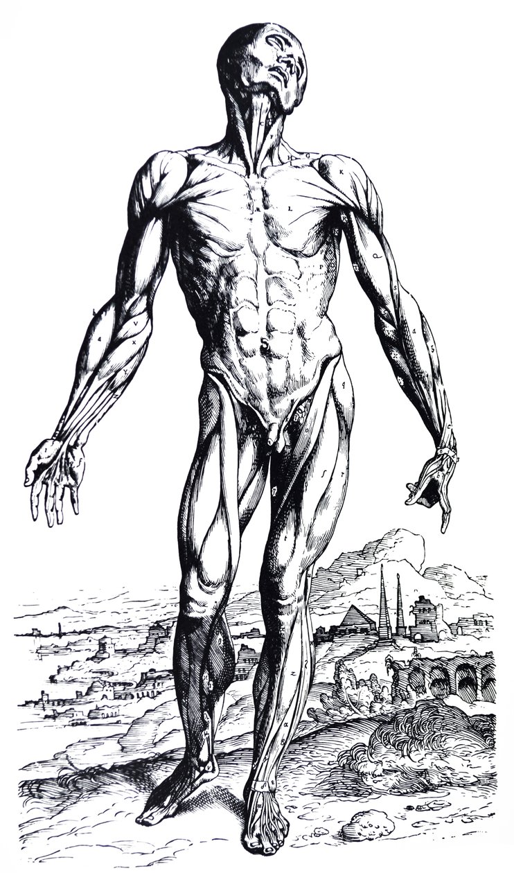 Les planches du deuxième livre de De Humani Corporis Fabrica - Andreas Vesalius