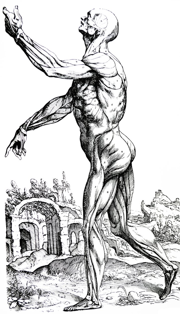 Les planches du deuxième livre de De Humani Corporis Fabrica - Andreas Vesalius