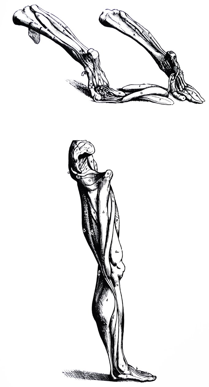 Les planches du deuxième livre de De Humani Corporis Fabrica - Andreas Vesalius