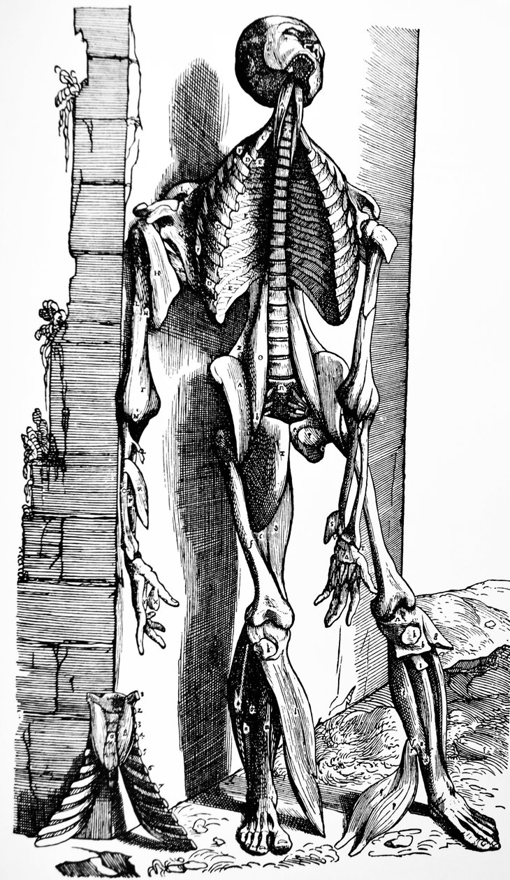 Les planches du deuxième livre de De Humani Corporis Fabrica - Andreas Vesalius