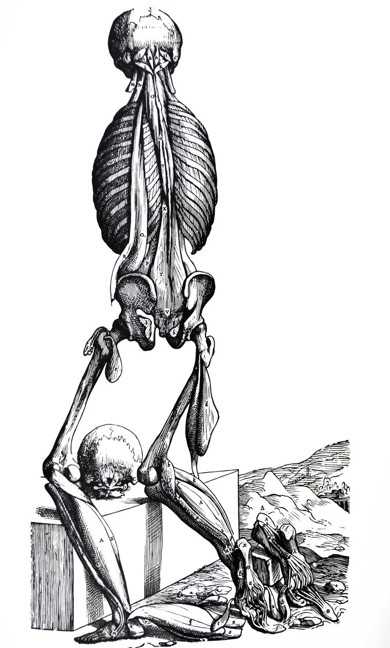 Les planches du deuxième livre de De Humani Corporis Fabrica - Andreas Vesalius