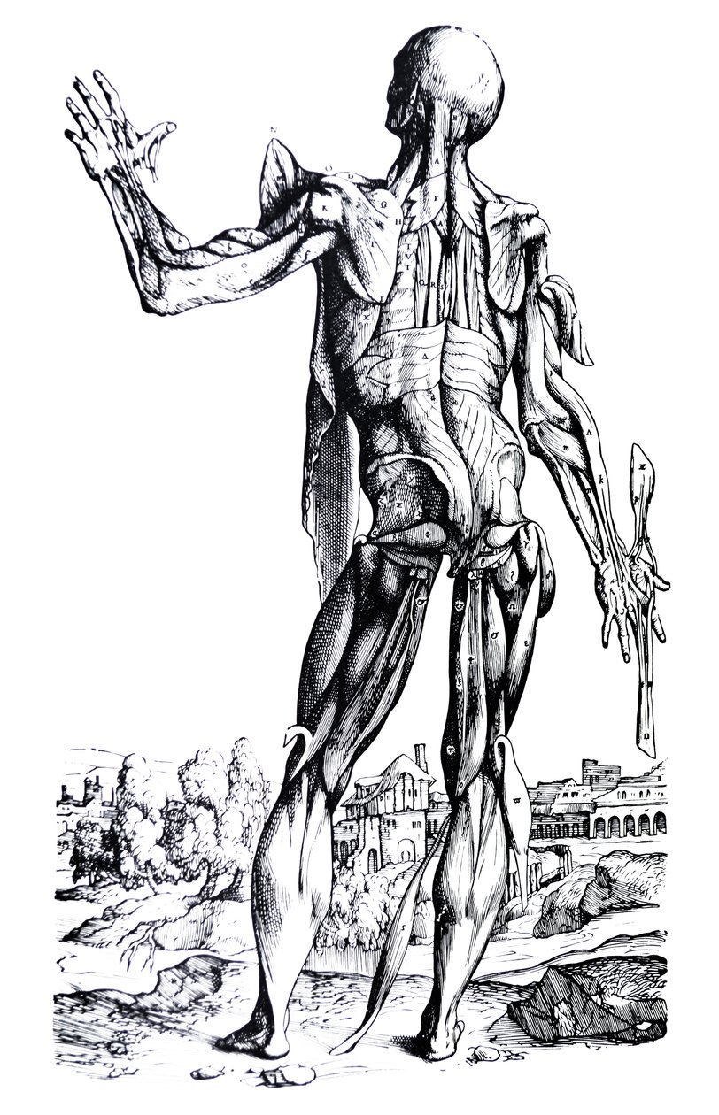 Les Planches du Deuxième Livre de De Humani Corporis Fabrica - Andreas Vesalius