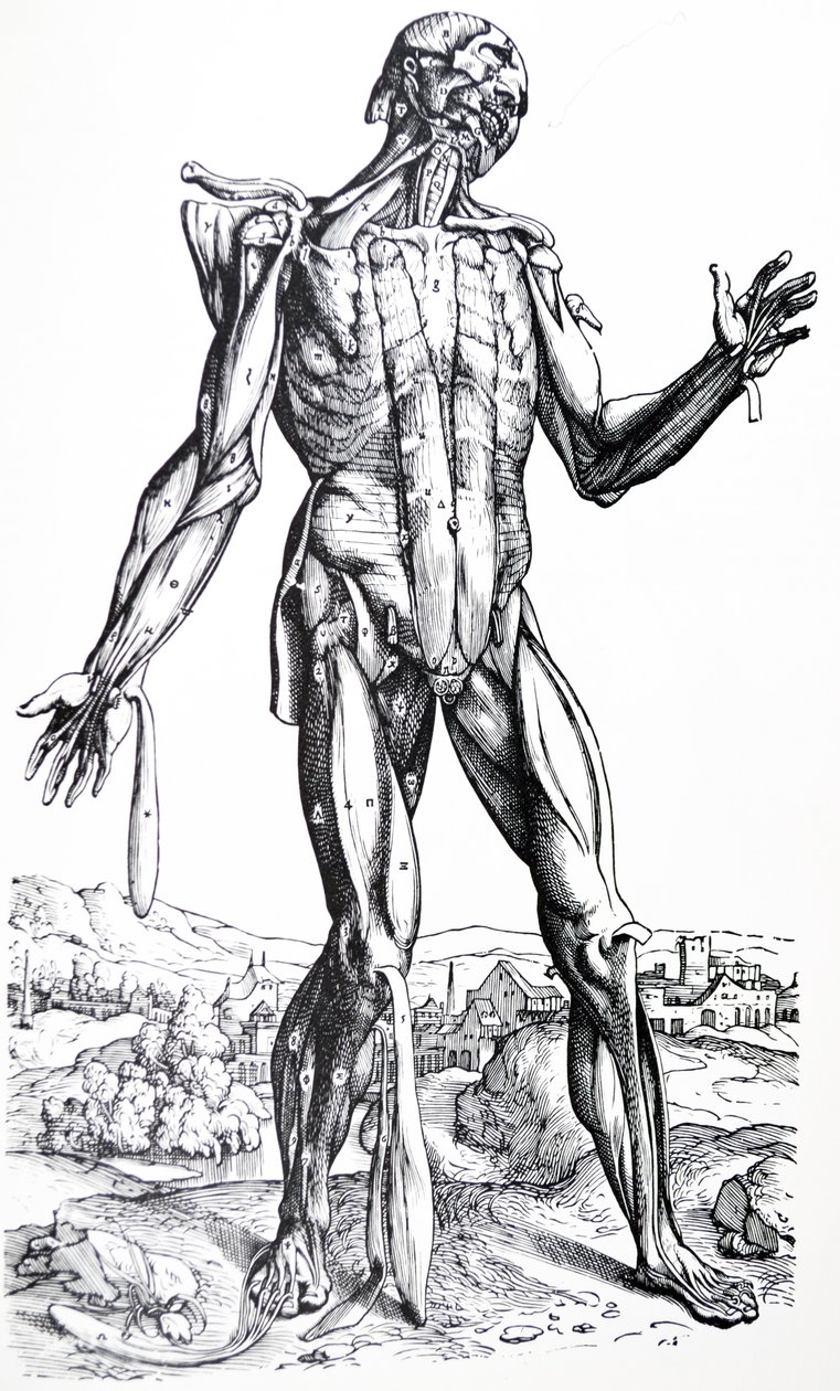 Les Planches du Deuxième Livre de De Humani Corporis Fabrica - Andreas Vesalius