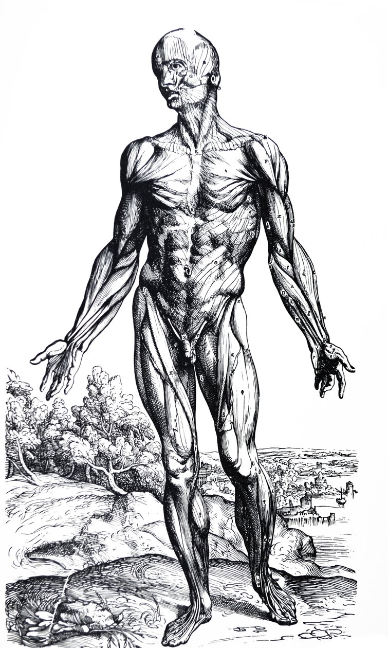 Les planches du deuxième livre de De Humani Corporis Fabrica - Andreas Vesalius