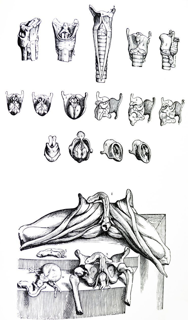 Les planches du deuxième livre de De Humani Corporis Fabrica - Andreas Vesalius