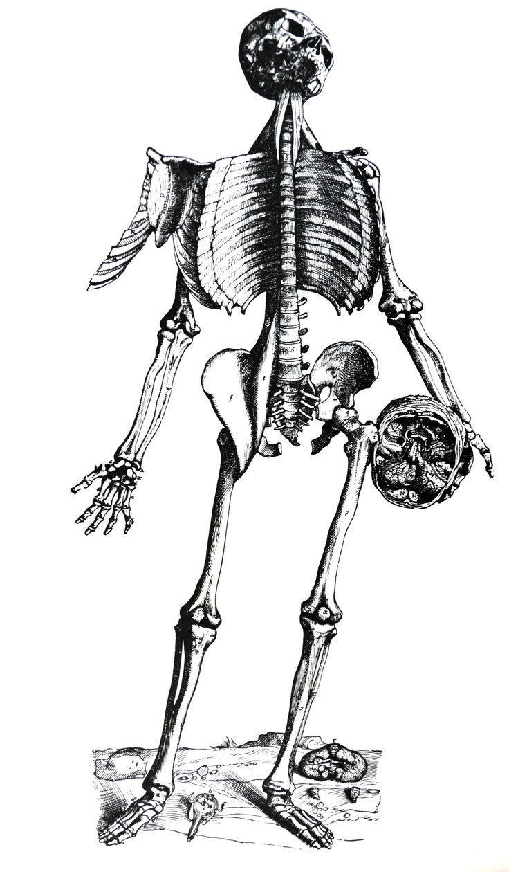 Les Planches du septième livre de De Humani Corporis Fabrica - Andreas Vesalius