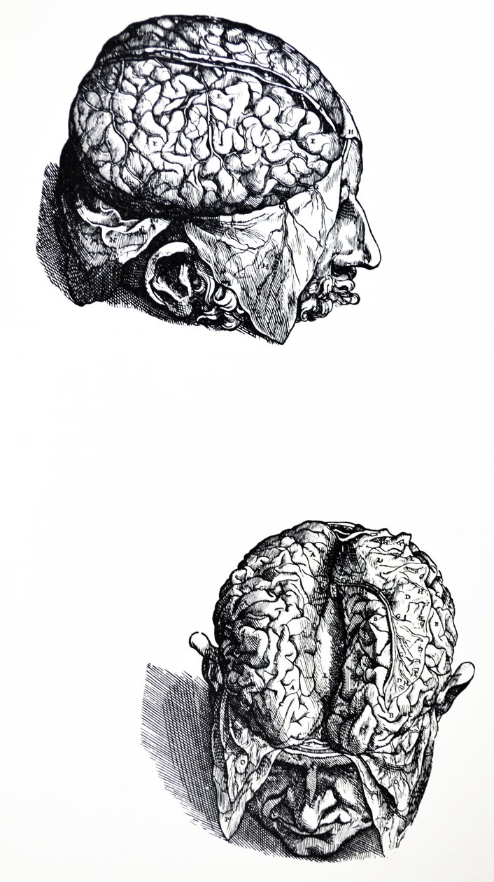 Les Planches du Septième Livre de De Humani Corporis Fabrica - Andreas Vesalius