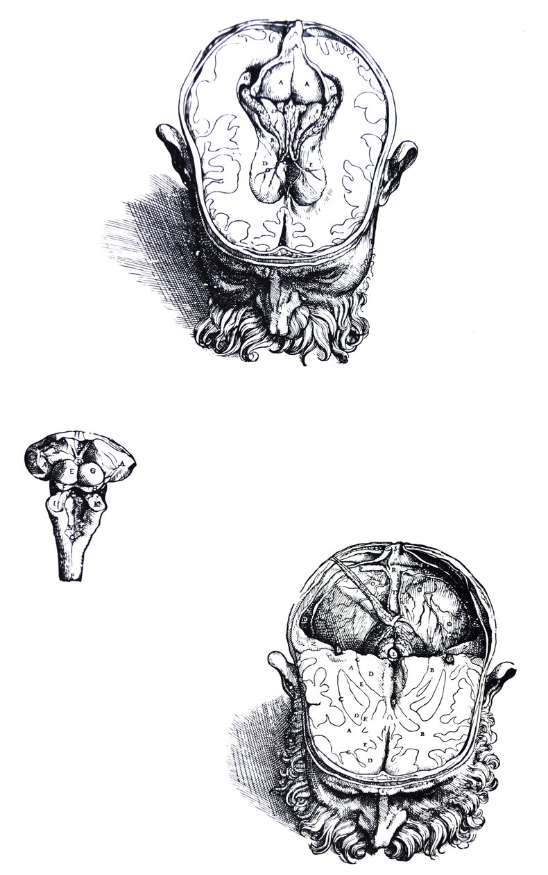 Les planches du septième livre de De Humani Corporis Fabrica - Andreas Vesalius