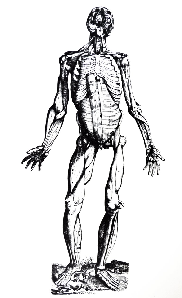 Les planches du septième livre de De Humani Corporis Fabrica - Andreas Vesalius