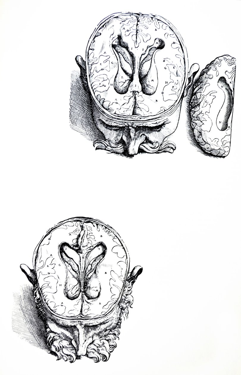 Les planches du septième livre de De Humani Corporis Fabrica - Andreas Vesalius