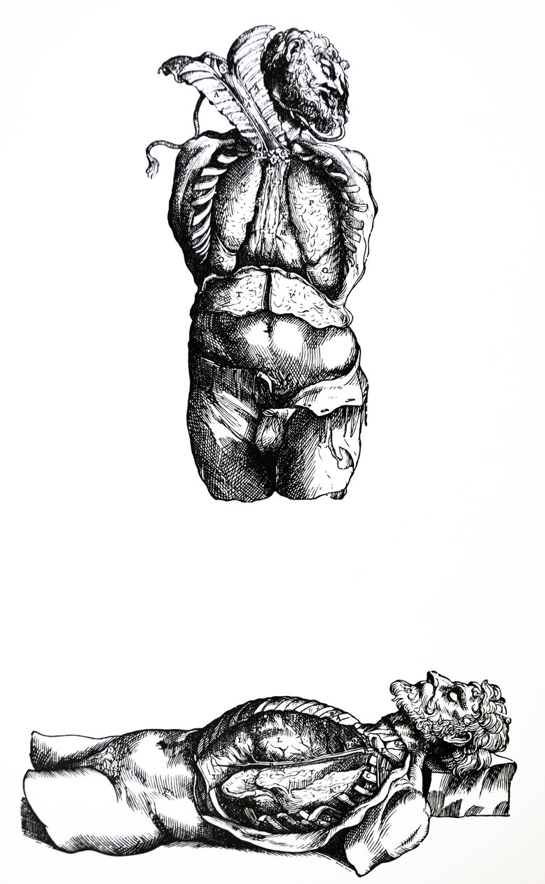 Les planches du sixième livre de De Humani Corporis Fabrica - Andreas Vesalius