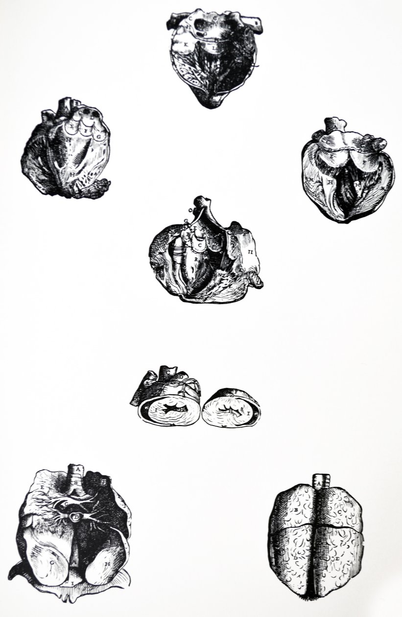 Les Planches du sixième livre de De Humani Corporis Fabrica - Andreas Vesalius