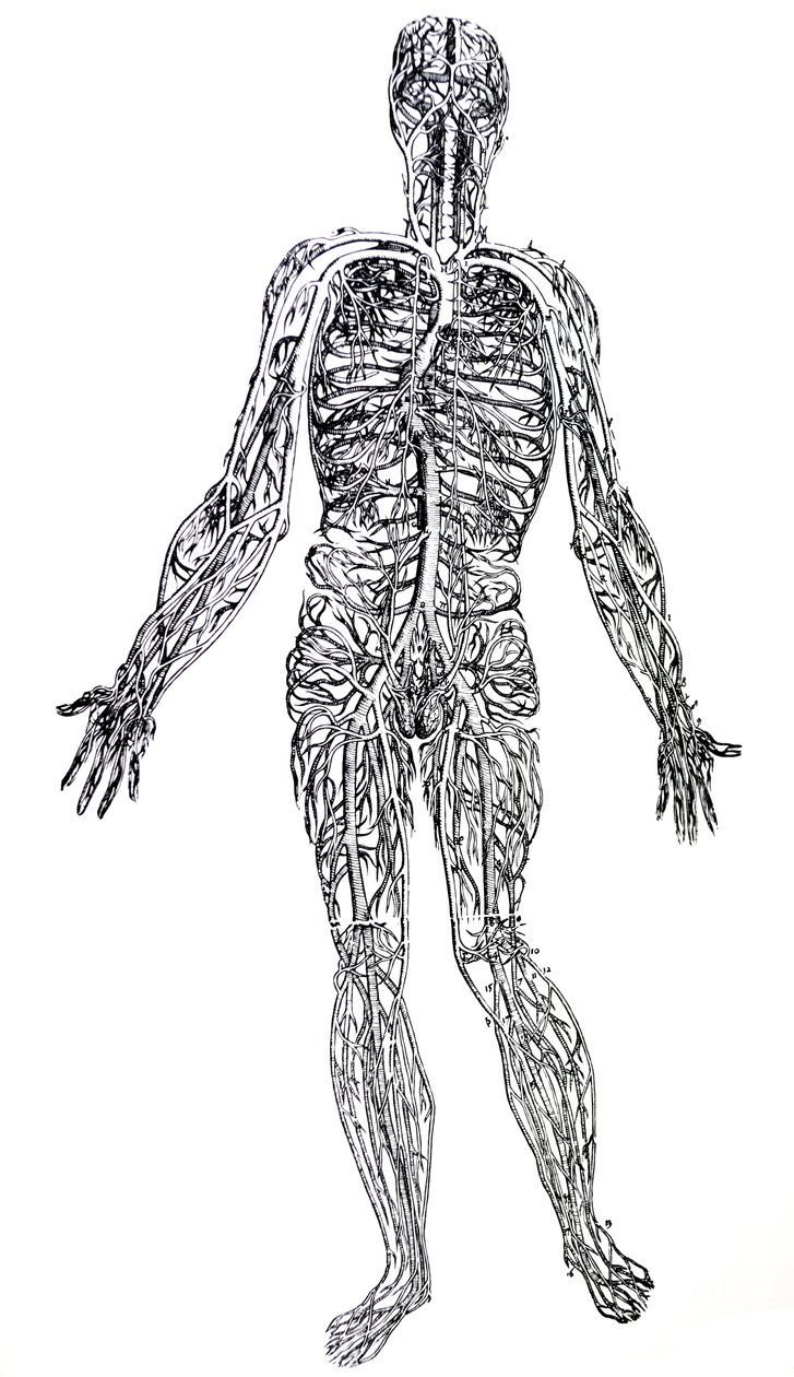 Les Planches du Troisième Livre de De Humani Corporis Fabrica - Andreas Vesalius