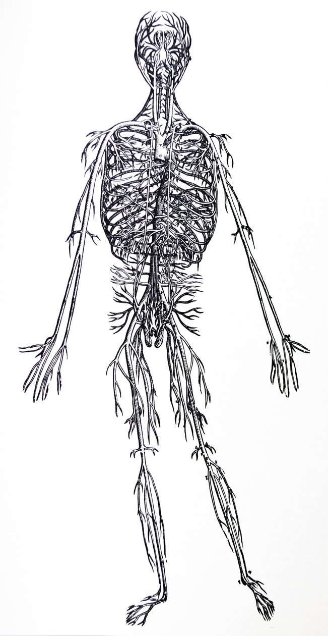 Les Planches du Troisième Livre de la De Humani Corporis Fabrica - Andreas Vesalius
