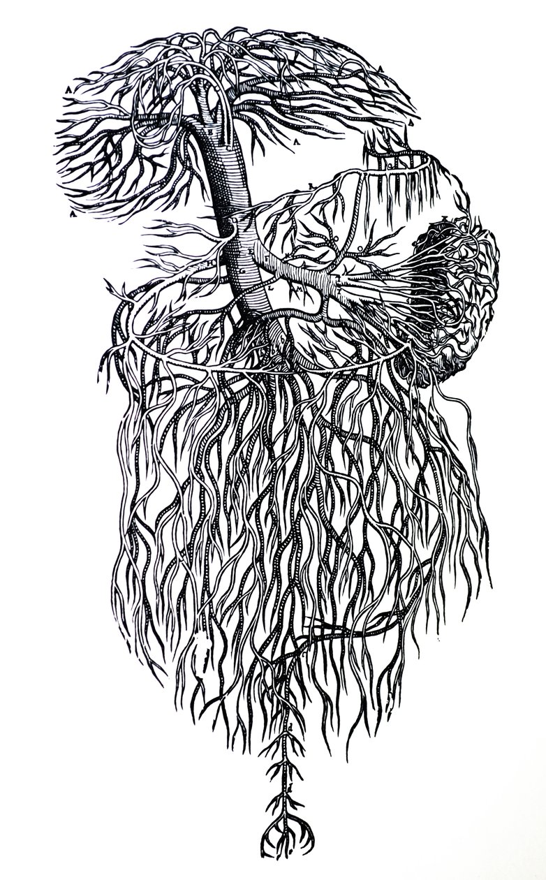 Les Planches du Troisième Livre de De Humani Corporis Fabrica - Andreas Vesalius