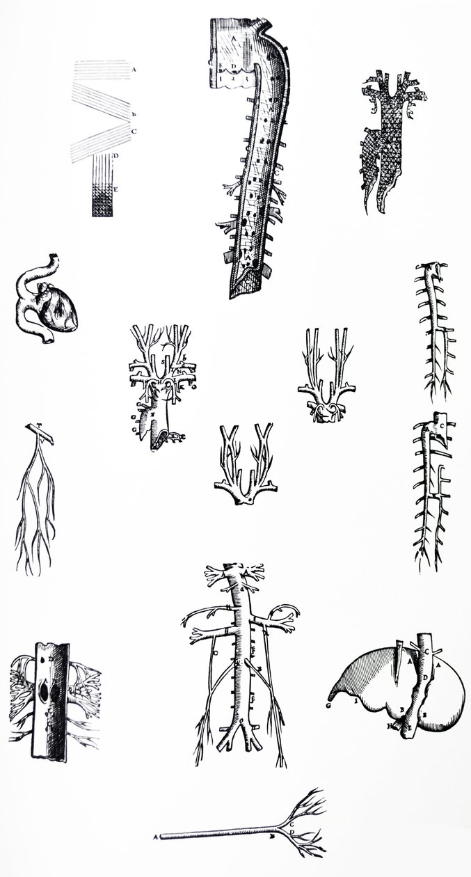 Les planches du troisième livre de De Humani Corporis Fabrica - Andreas Vesalius