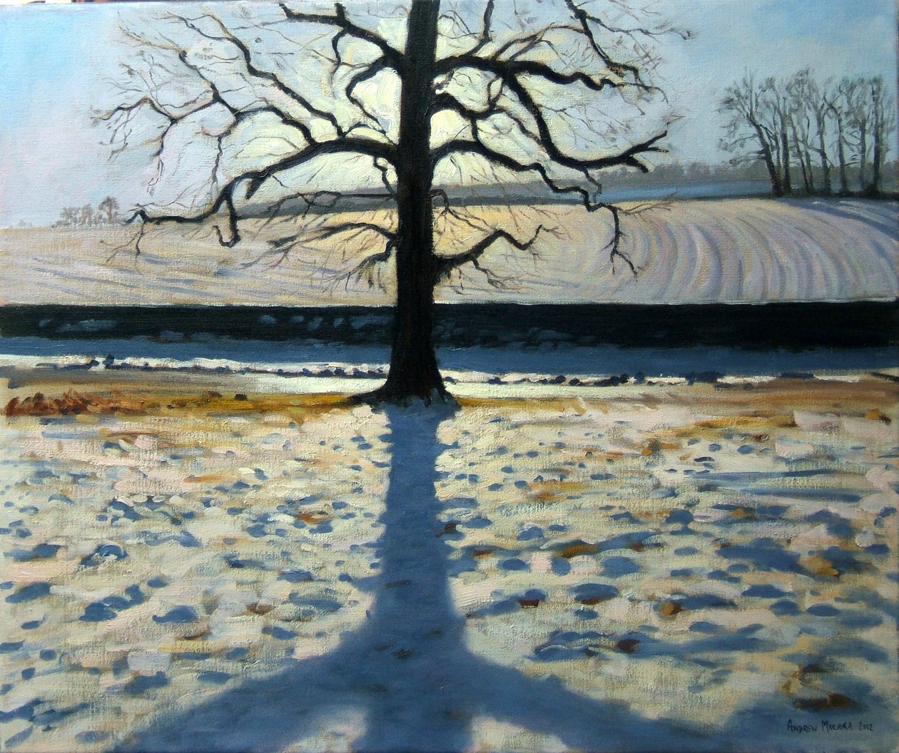 Arbre et ombre, Calke Abbey, Derbyshire - Andrew Macara