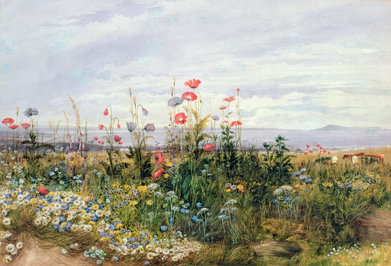 Fleurs sauvages avec vue sur Dublin Dunleary - Andrew Nicholl