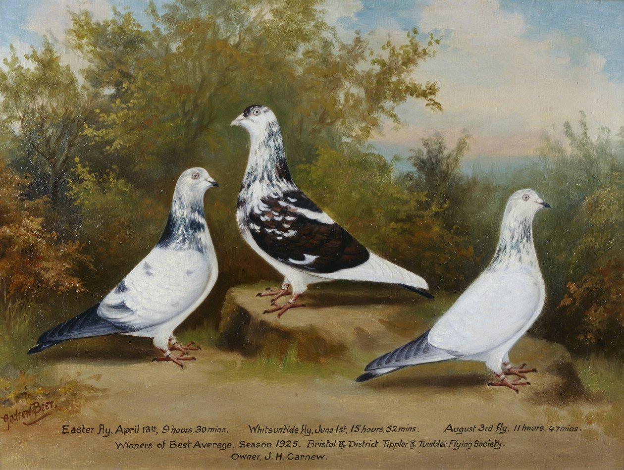 Les pigeons Tippler et Tumbler primés de Jack Carnew, Bristol Club - Andrew Beer