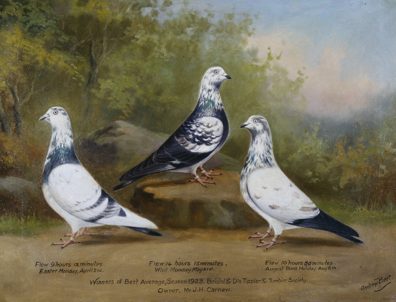 Les pigeons Tippler et Tumbler primés de Jack Carnew, Bristol Club - Andrew Beer