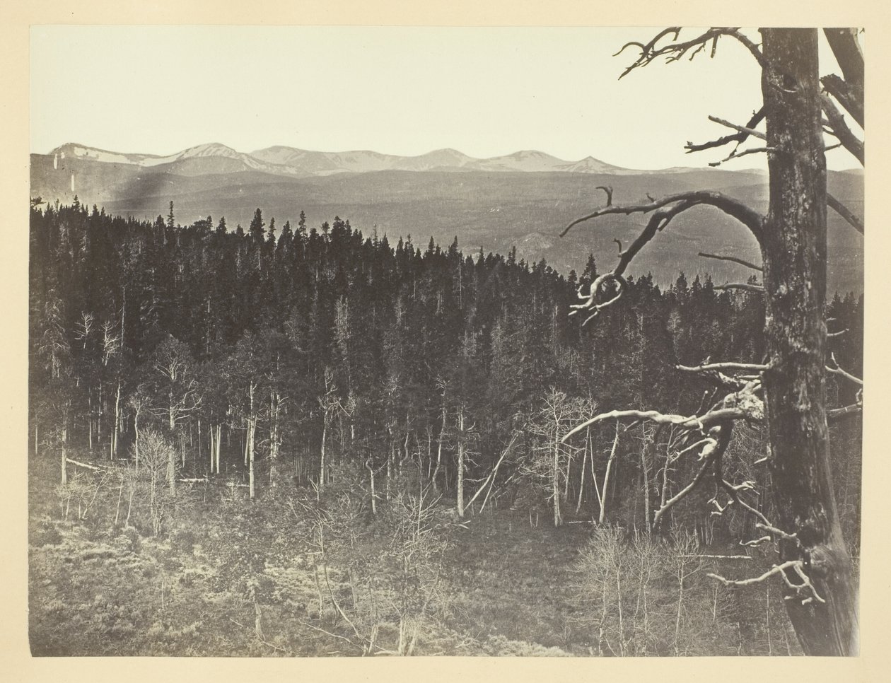 Ligne de neige et de bois, montagne de Medicine Bow - Andrew Joseph Russell