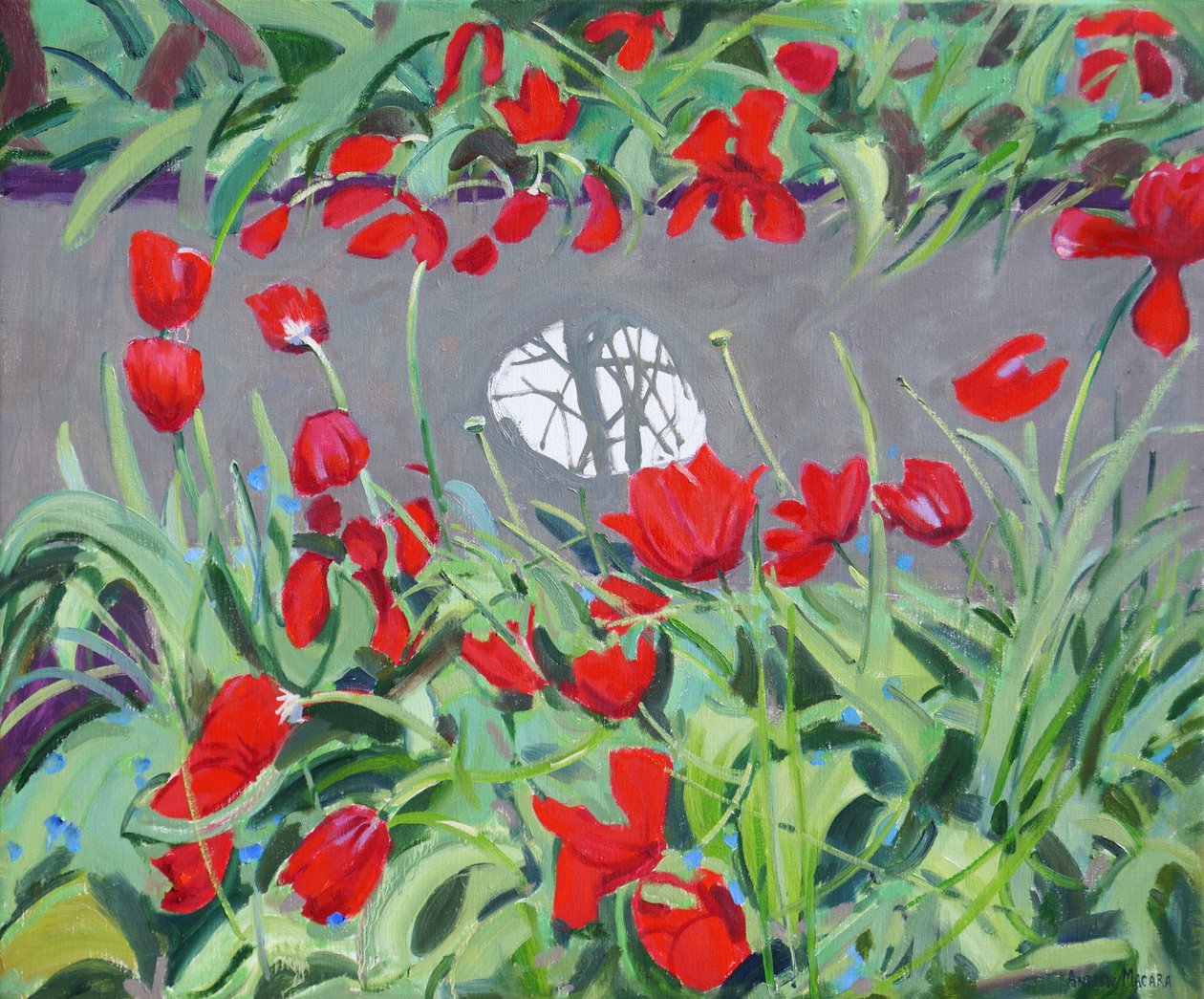 Tulipes et réflexion - Andrew Macara