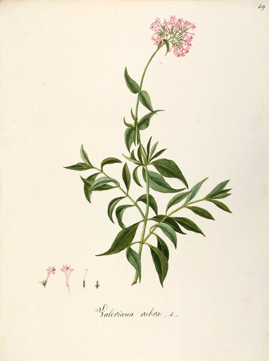 Valérianacées, Valériane rouge (Centranthus ruber), plante herbacée vivace pour parterres de fleurs ou jardins rocheux, spontanée en Italie, par Angela Rossi Bottione et collaborateurs, aquarelle - Angela Rossi Bottione