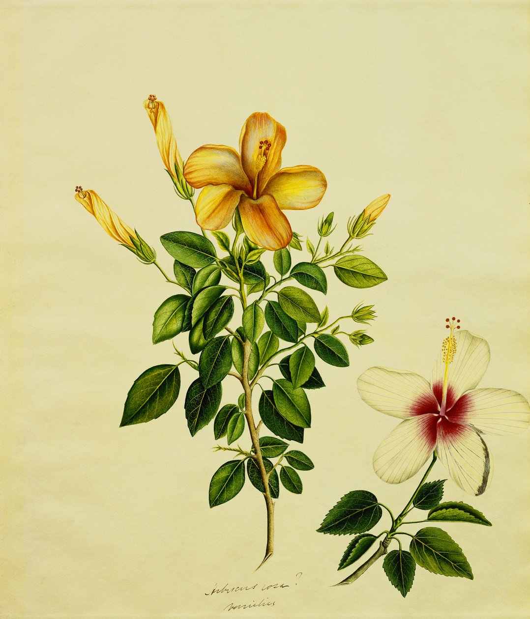 Études d