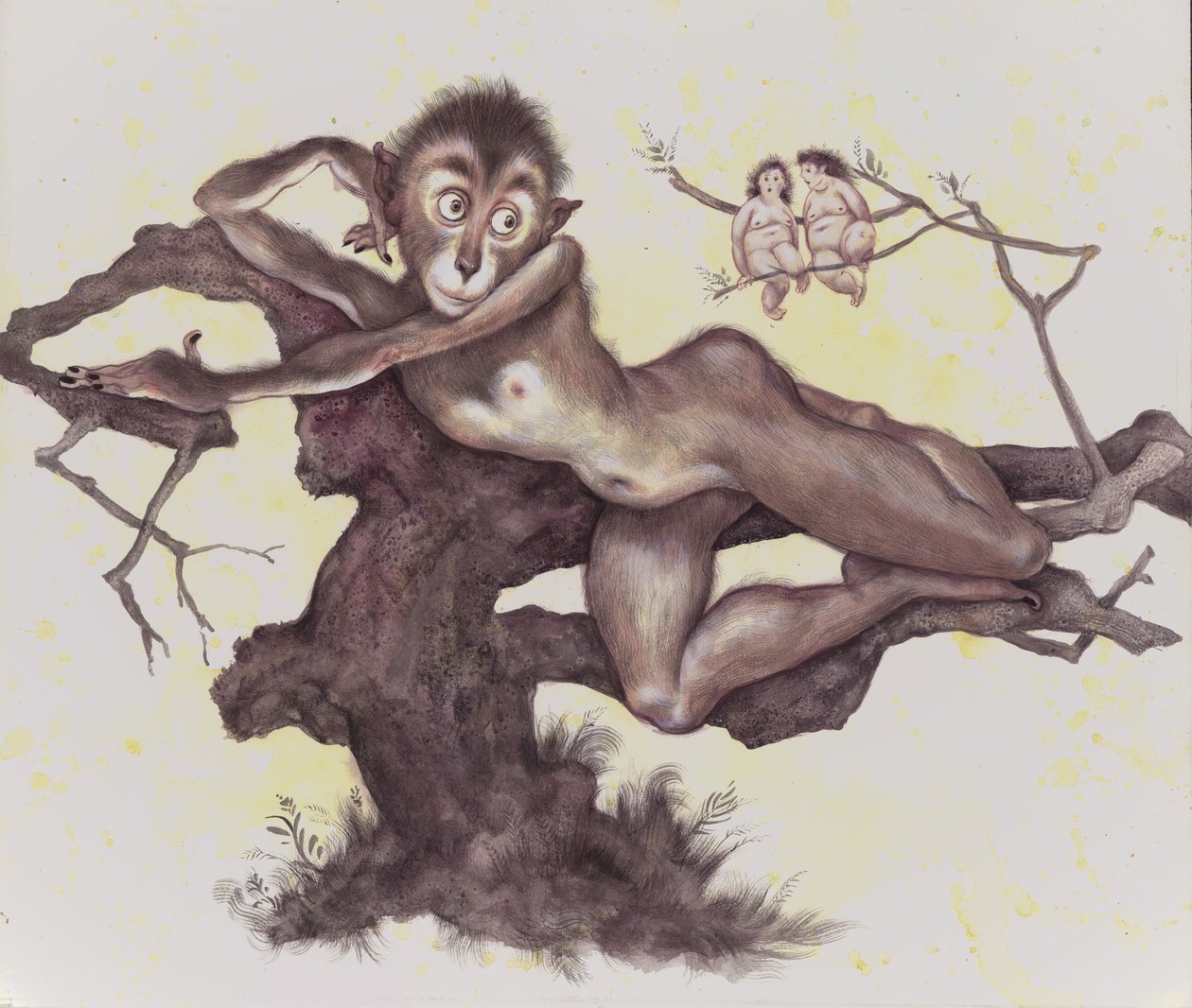 Le Vervet dans l