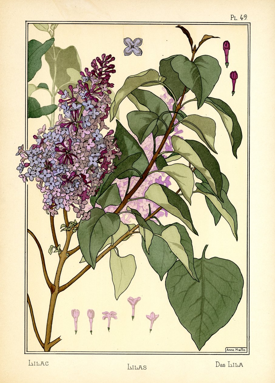 Le lilas - Anna Martin