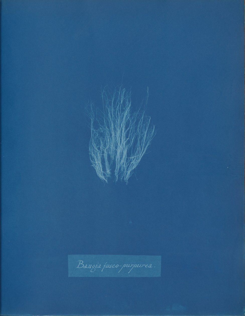 Bangia fusco-purpurea, vers 1853 - Anna Atkins