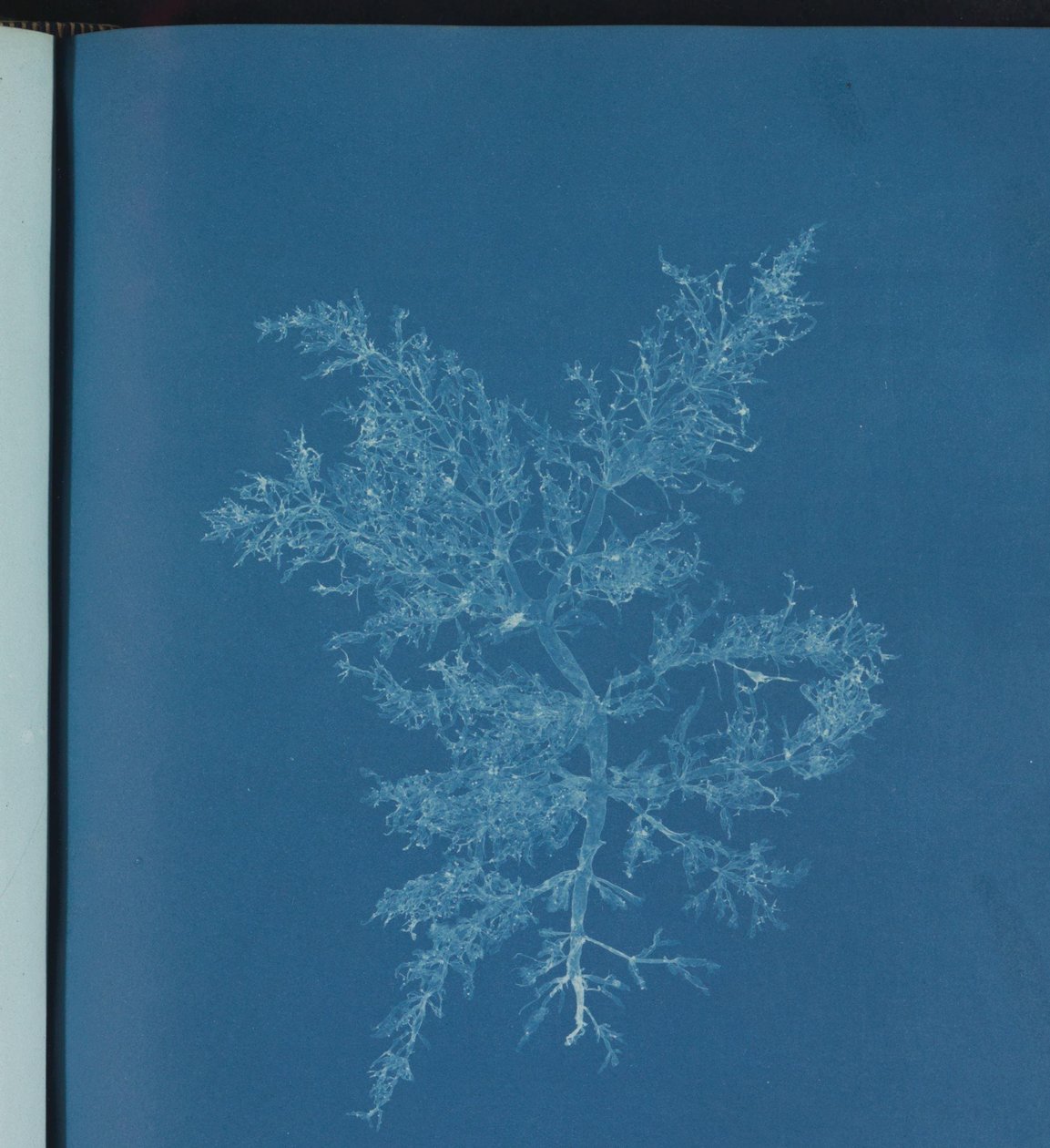Chylocladia kaliformis - Anna Atkins