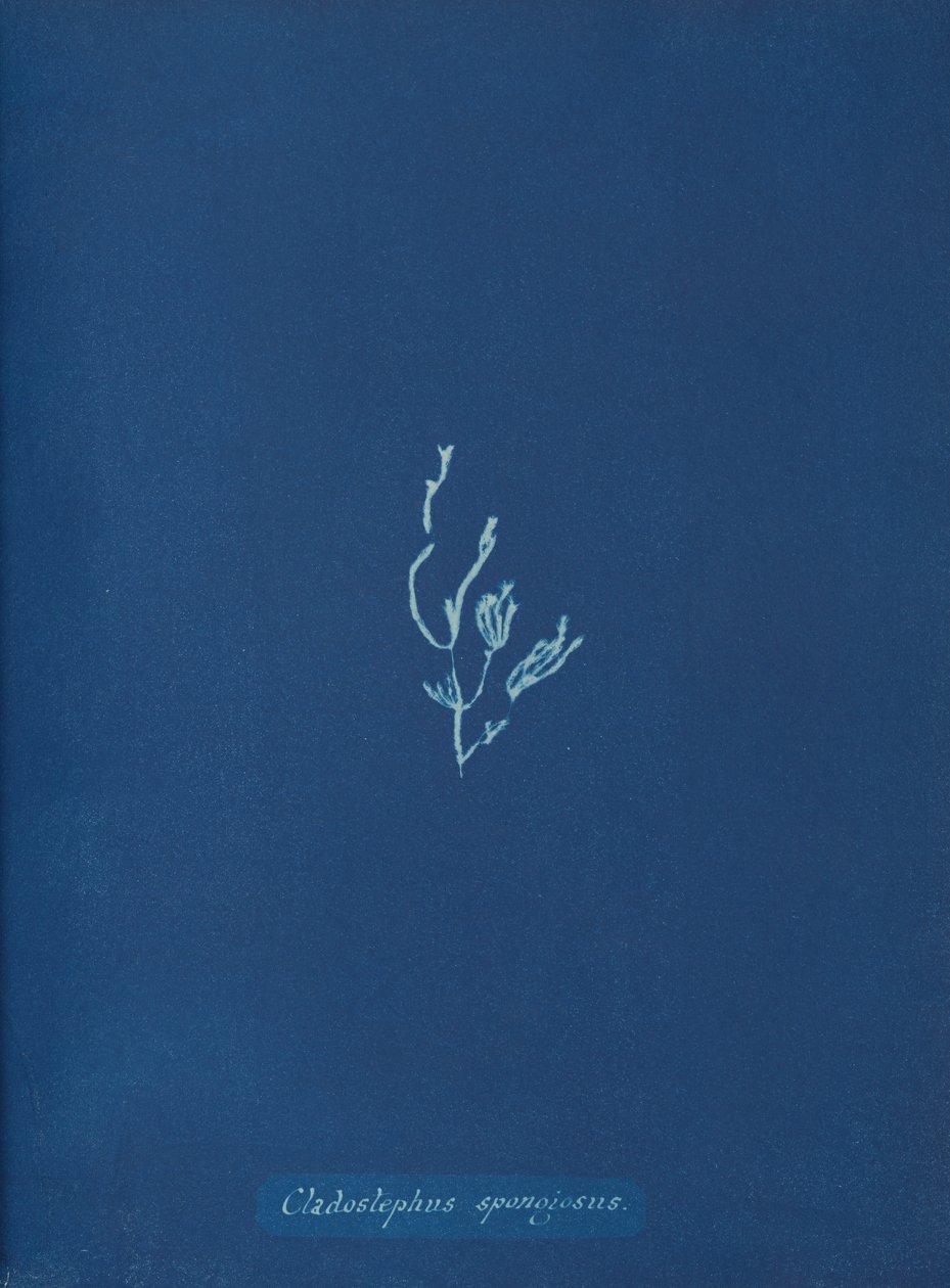 Cladostephus spongiosus, vers 1853 - Anna Atkins