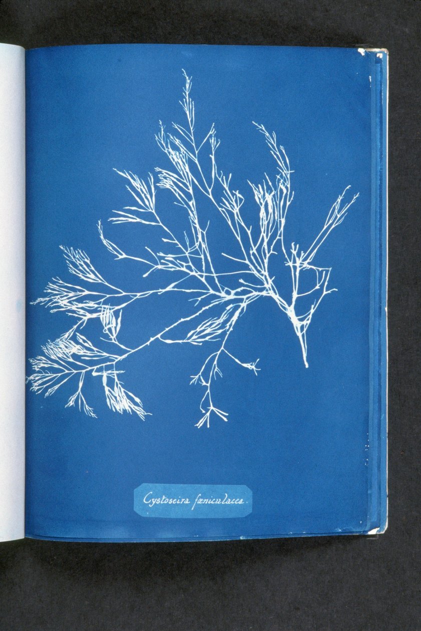 Cystoseira foeniculacea, de "Photographies d
