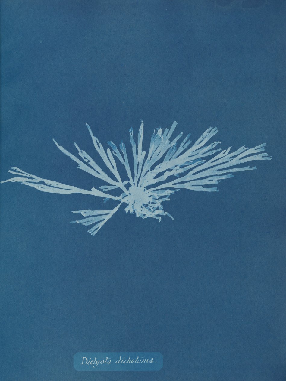 Dictyota dichotoma, vers 1853 - Anna Atkins