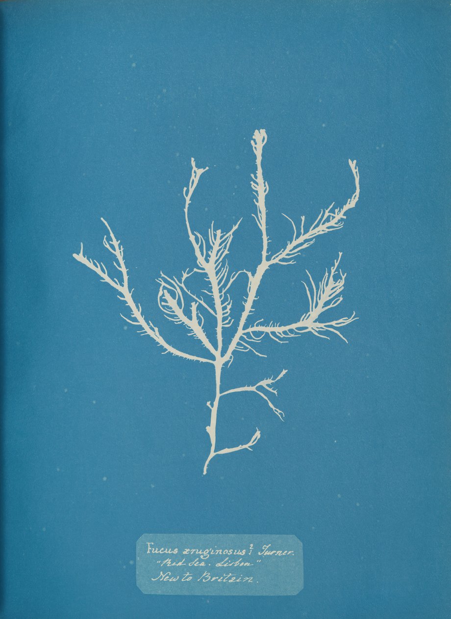 Fucus æruginosus Turner. Mer Méditerranée Sisbon Nouveau en Grande-Bretagne., vers 1853 - Anna Atkins