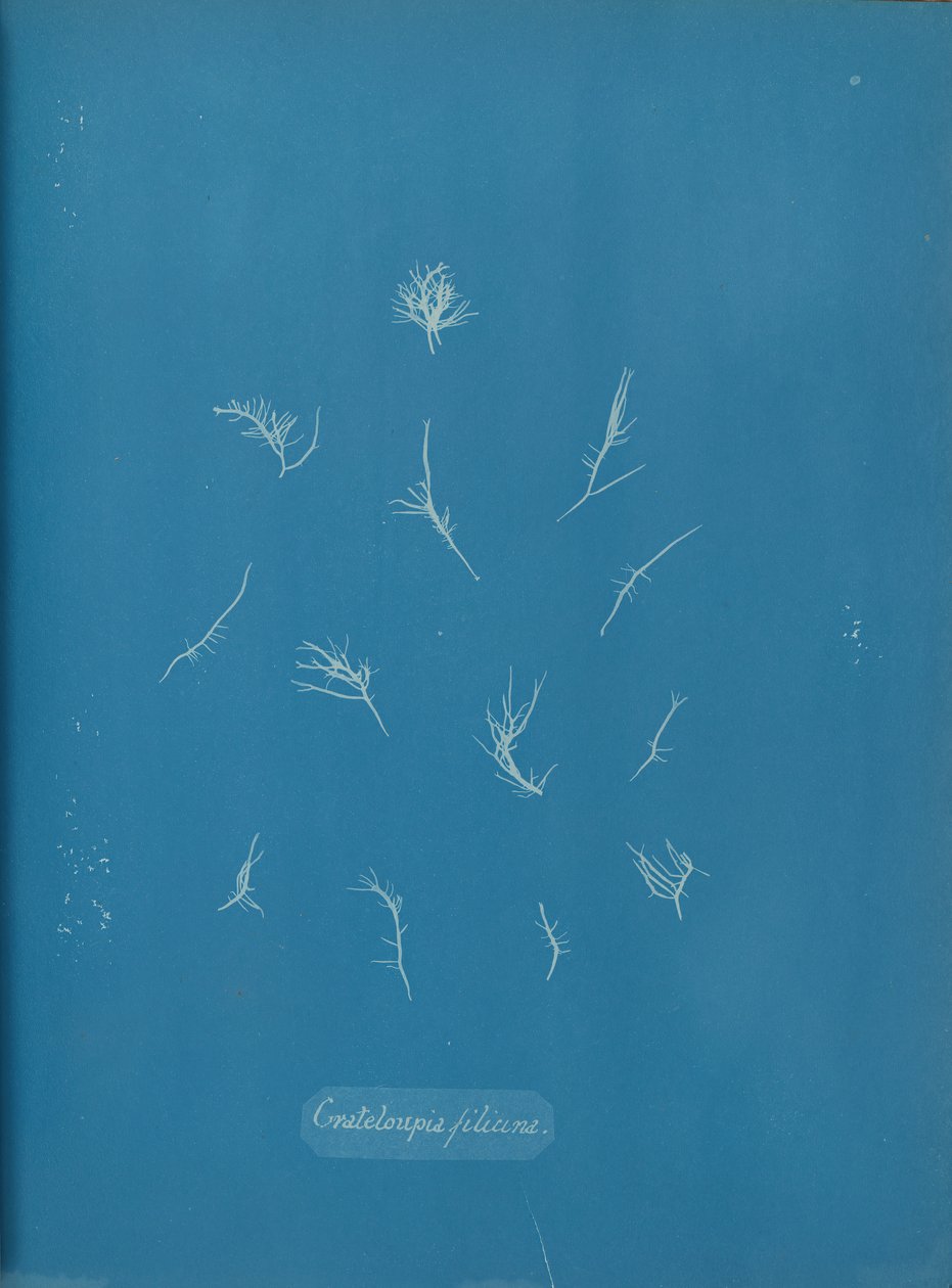 Grateloupia filicina - Anna Atkins