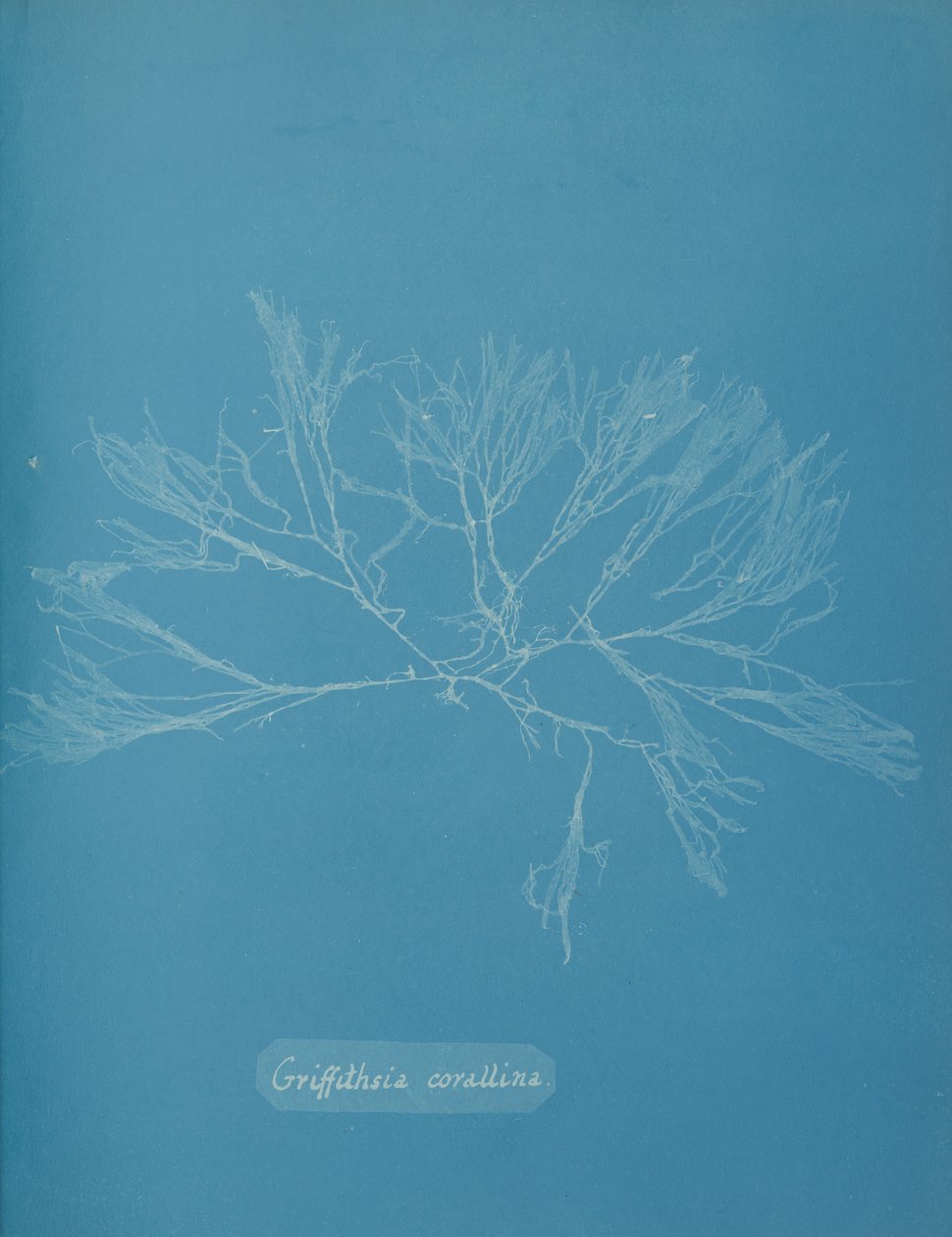 Griffithsia corallina, vers 1853 - Anna Atkins