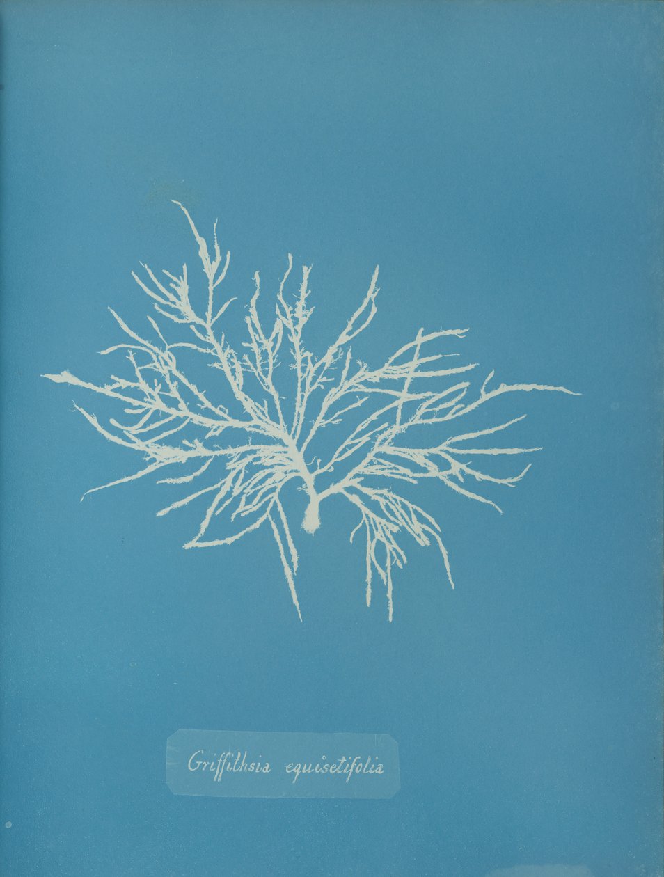 Griffithsia equisetifolia, vers 1853 - Anna Atkins